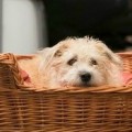 dogsocial