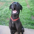 pet id collar