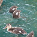 ducklings diving