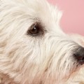 dog,shelter dogs,animal shelter