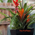 ProFlowers,Bromeliad