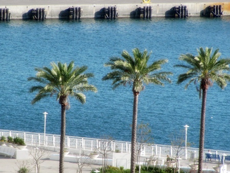 palm-trees