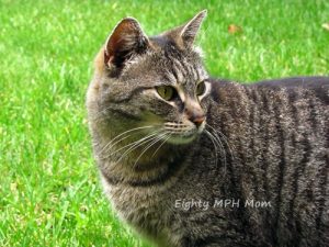 striped-cat