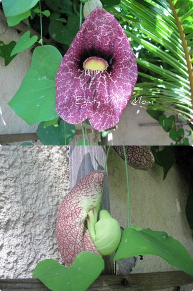 unusual-purple-flower