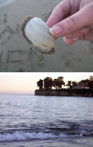 clam-shell,santa-cruz