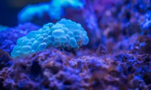 About coral reefs