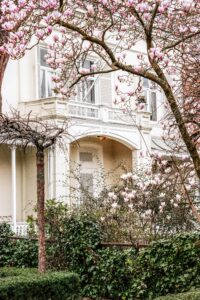Magnolia Tree Gardening Essentials For Beginners
