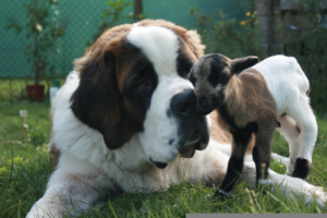 big pet