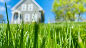 diy weed control for lawns mistakes