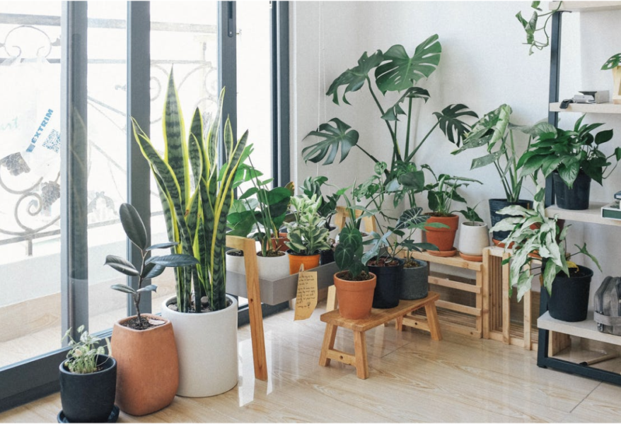 Growing Indoor Plants