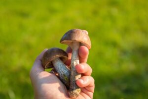 Buying Magic Mushrooms Online