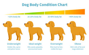  Helping Your Dog Lose Weight